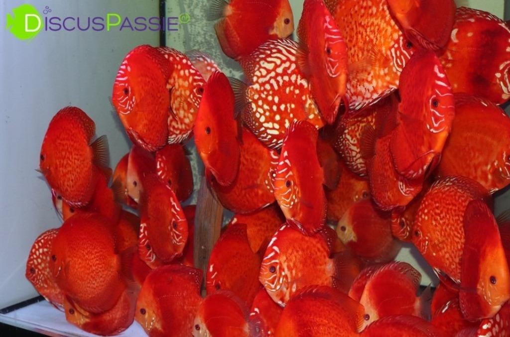 +++PRACHTIGE JONGE DISCUSVISSEN+++ Discus Vele kleuren MOOI, Poisson, Poisson d'eau douce, Banc de poissons