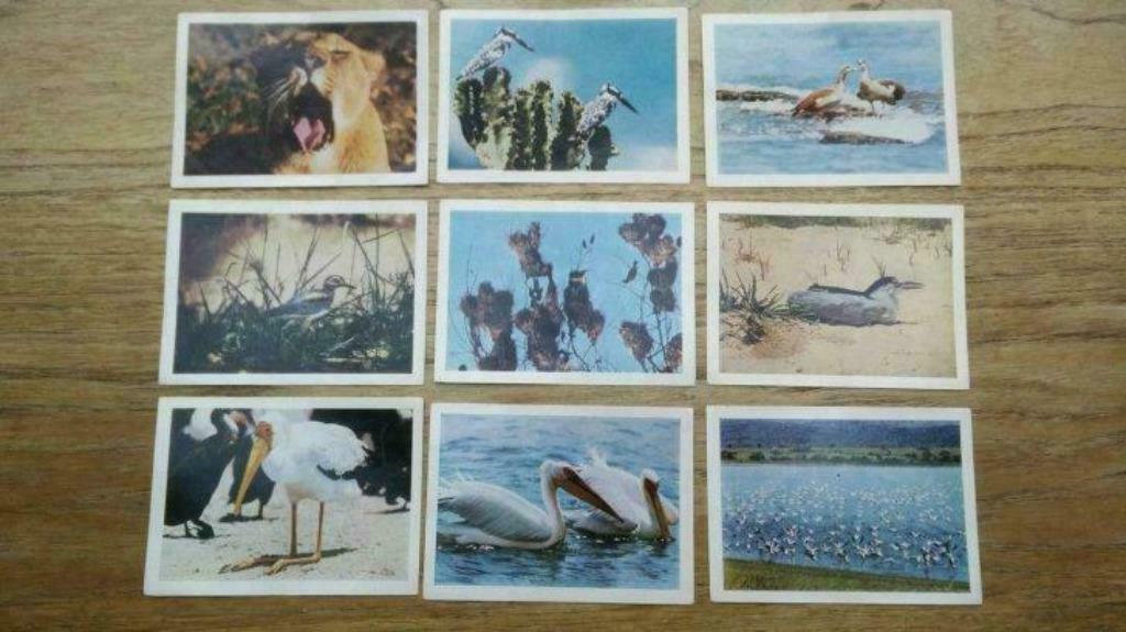Cote d'Or : Faunaflor Congo II, Enlèvement ou Envoi, Neuf, Gravure