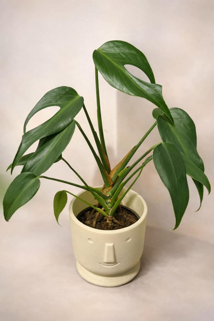 Monstera Burle Marx Flame, Plante verte, Enlèvement ou Envoi, Autres espèces, Moins de 100 cm
