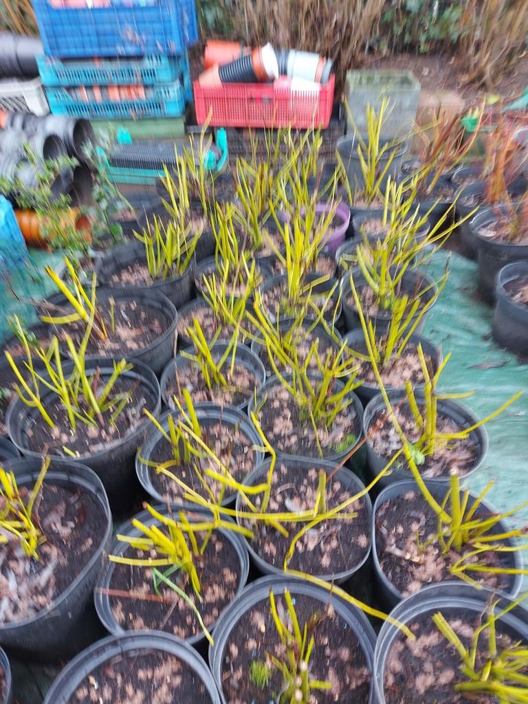 Cornus  groen 35 stuks, Tuin en Terras, Ophalen