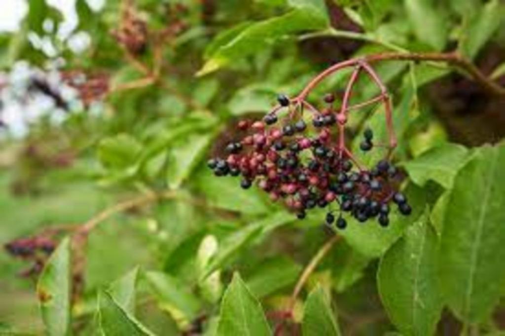 vlierbes struikjes, Tuin en Terras, Planten | Tuinplanten, Ophalen, Volle zon, Vaste plant, Zomer