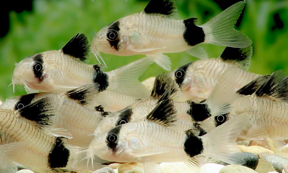 Panda Corydoras High Grade!, Poisson, Poisson d'eau douce, Banc de poissons