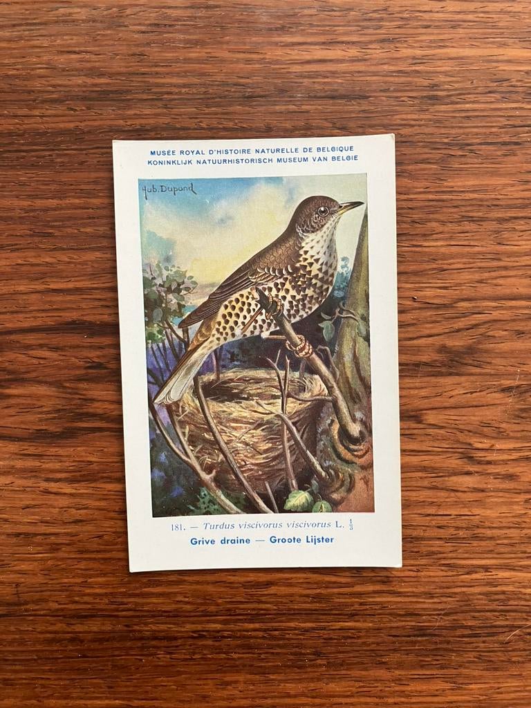 Vogels der Belgische Fauna Nr. 181 Groote lijster, Ophalen of Verzenden, 1940 tot 1960, Ongelopen, Vogel