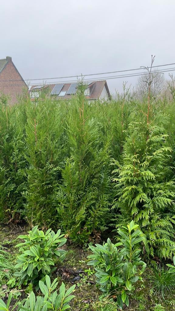 Thuya plicata ‘Atrovirens’ haagplant levensboom, Jardin & Terrasse, Plantes | Arbustes & Haies, Enlèvement, Haie