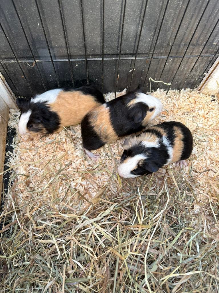 Cavia’s, Janvier, Cobaye