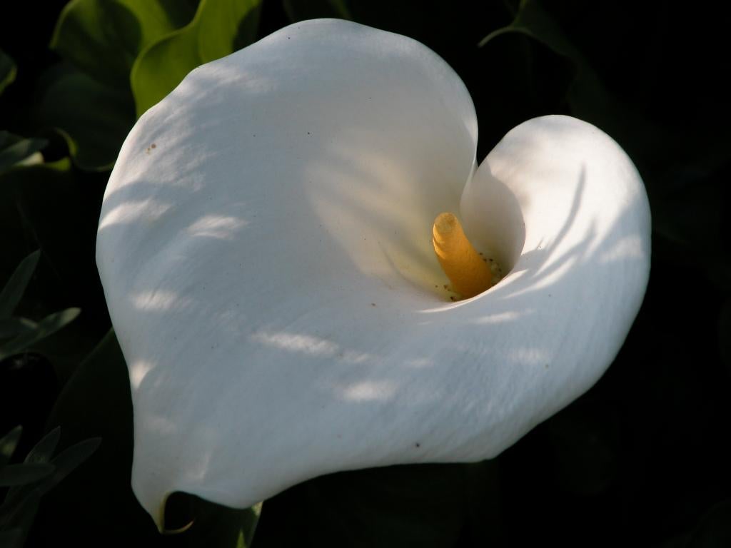 arondskelk wit, Tuin en Terras, Planten | Tuinplanten, Ophalen