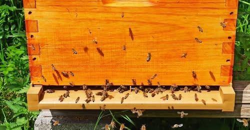 ruches Dadant neuve avec la colonie d'abeilles Buckfast, Jardin & Terrasse, Jardin & Terrasse Autre, Enlèvement, Neuf