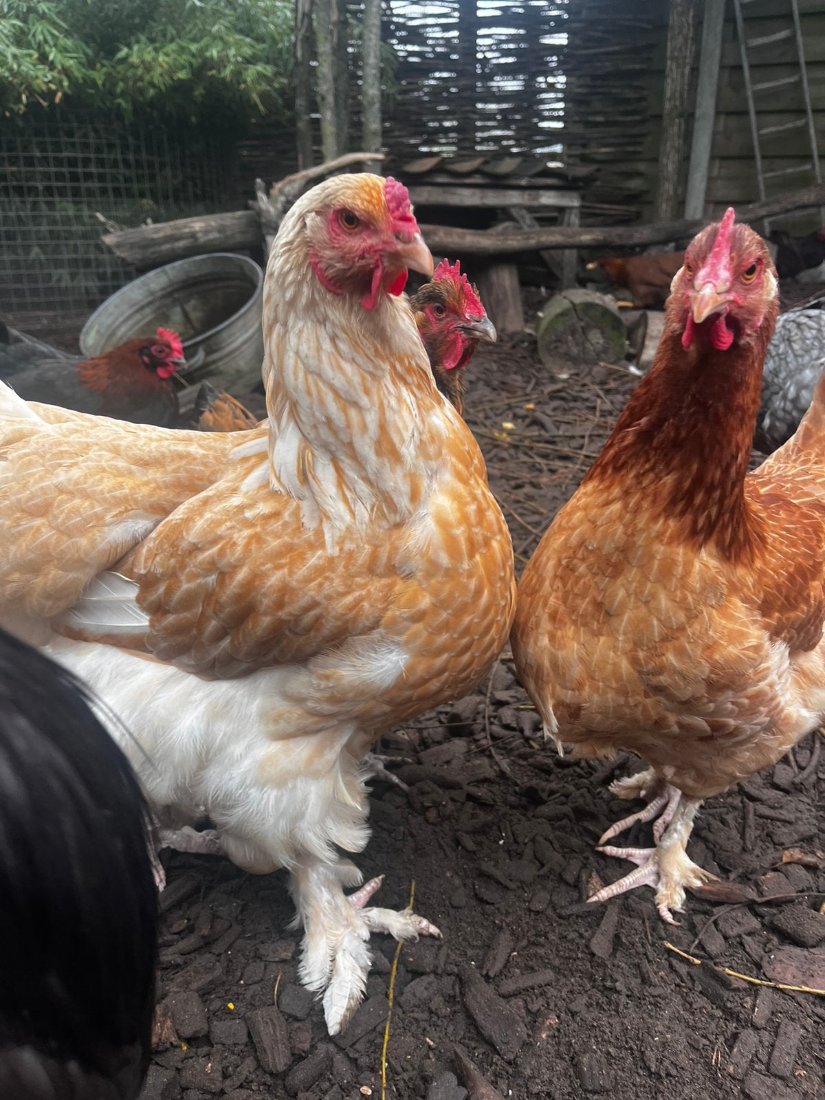 2 mooie stevige brahma hennen, Dieren en Toebehoren