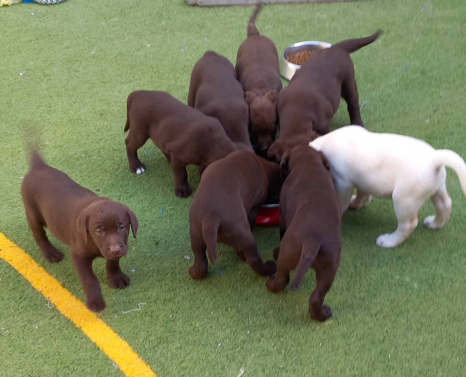 labrador puppy's op de hoeve geboren uit geteste ouders, Maladie de Carré (chiens), Labrador retriever, Plusieurs, Belgique