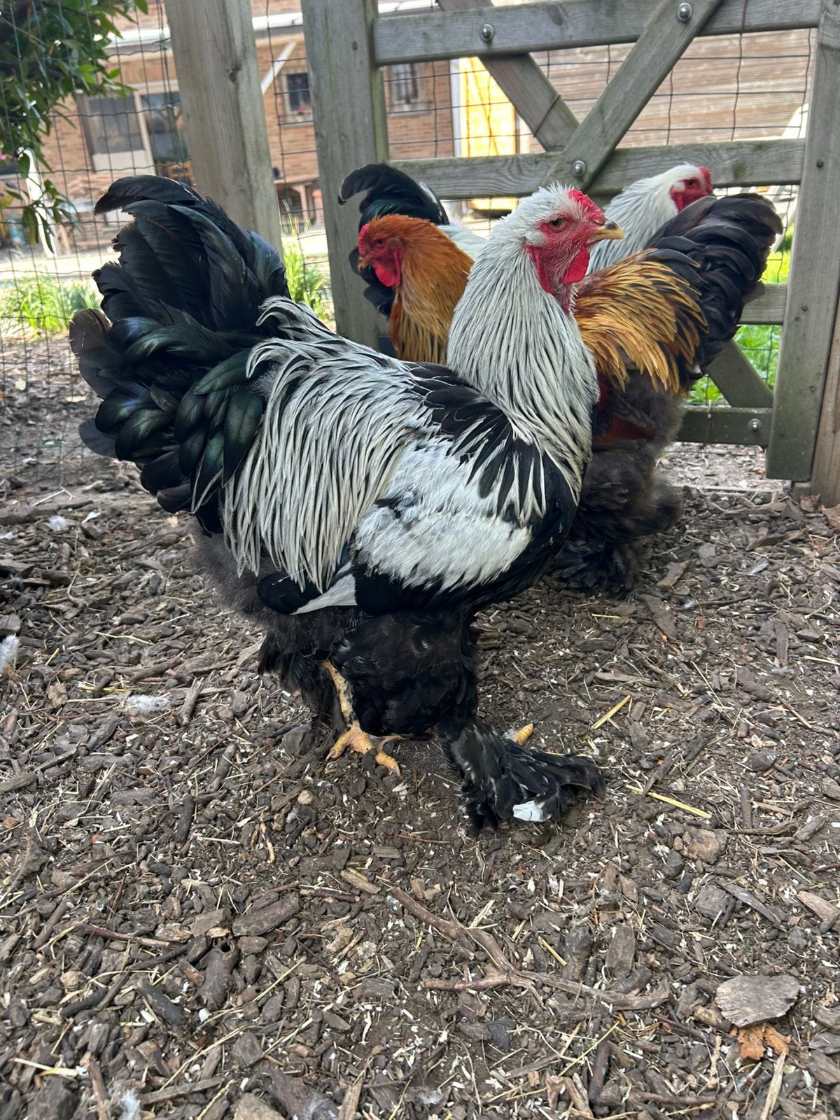 Brahma trio te koop in zilverpatrijs tt, Plusieurs animaux, Poule ou poulet