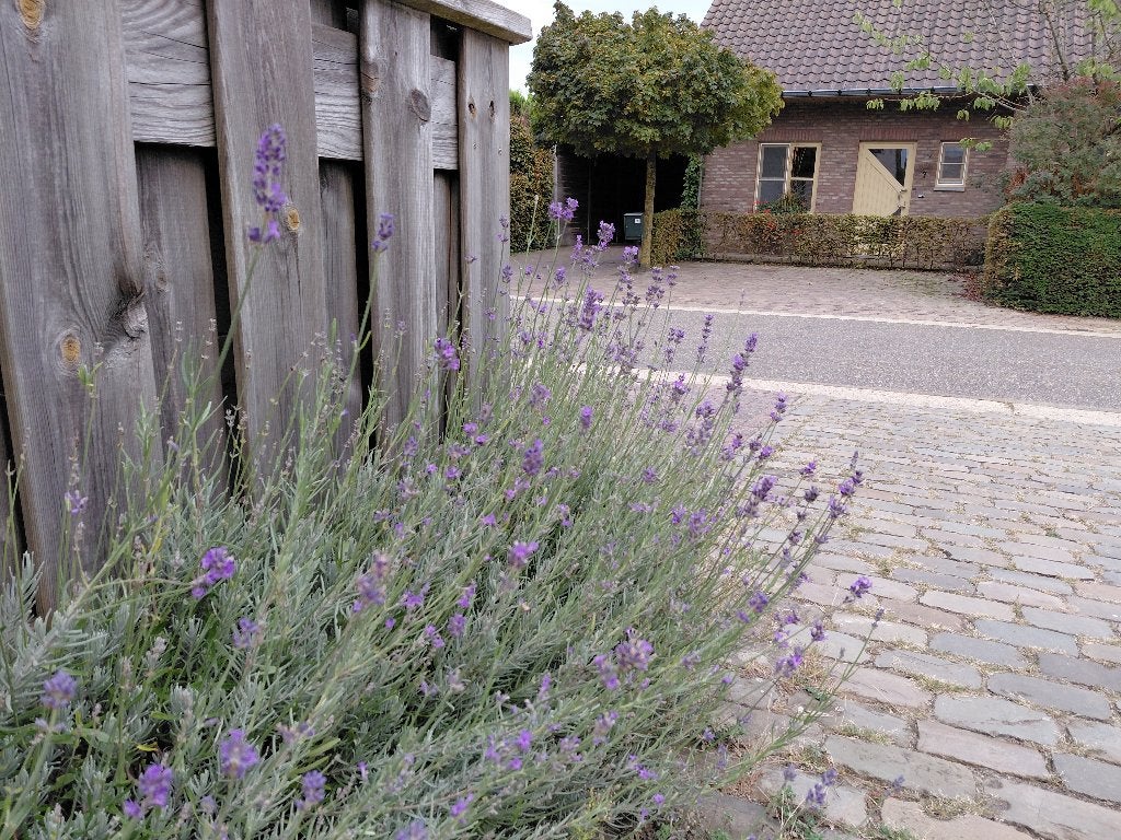 Lavendel, Ophalen