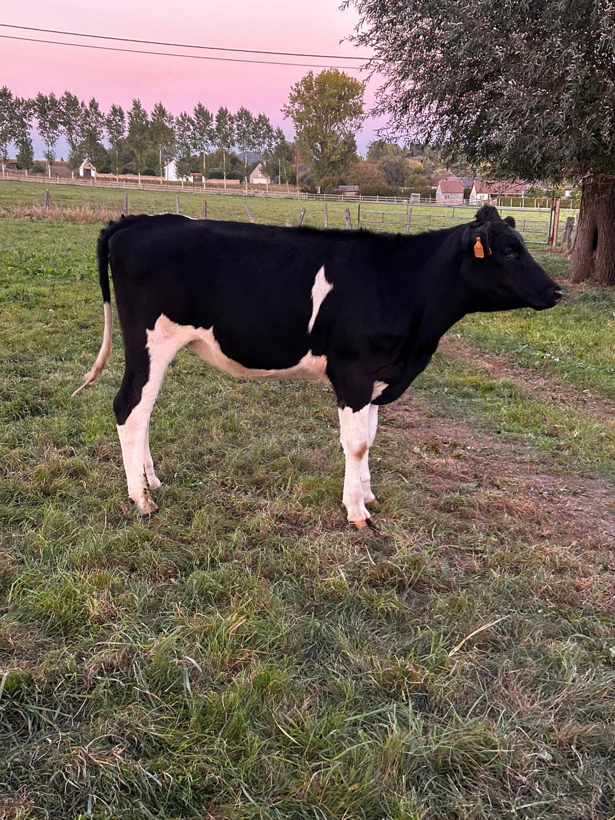 Zwartbonte holstein vaarzen, Meerdere dieren, 0 tot 2 jaar