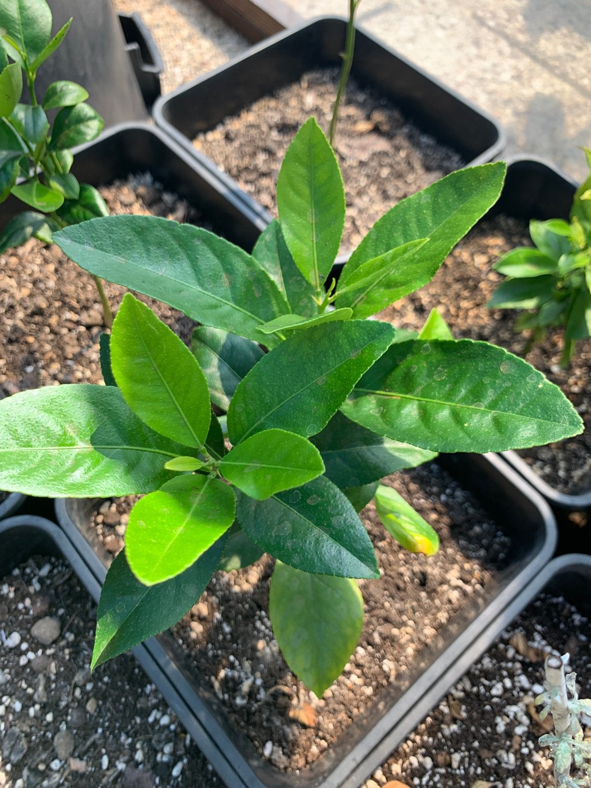 Citrus Limonum – Zeer jonge ‘Citroenboompjes’, Ophalen, Volle zon, In pot, Citroenboom