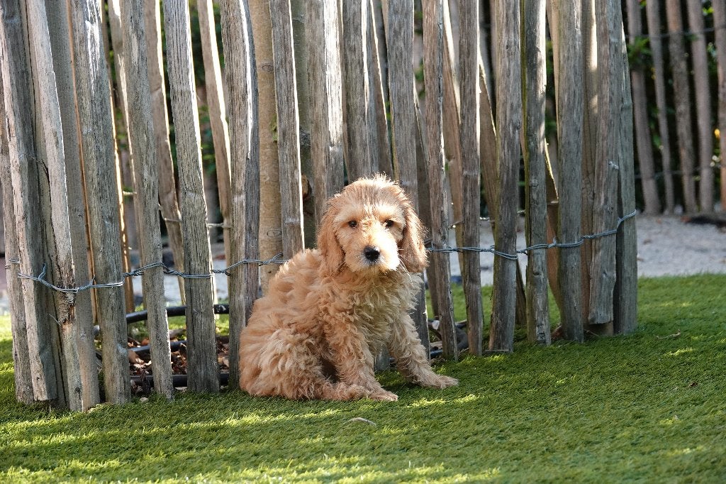 Prachtige mini Labradoodle pups, met stamboom, Parvo, België, Overige rassen, 8 tot 15 weken