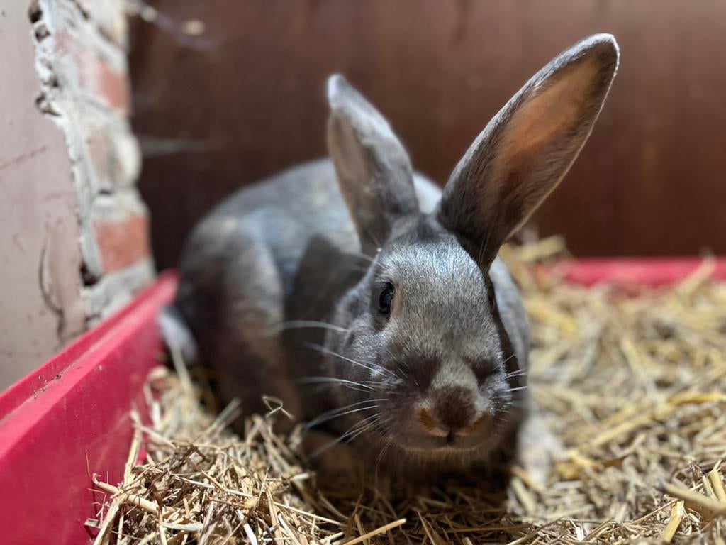Vlaamse Reus/Lotharinger kruising, Dieren en Toebehoren, Konijnen