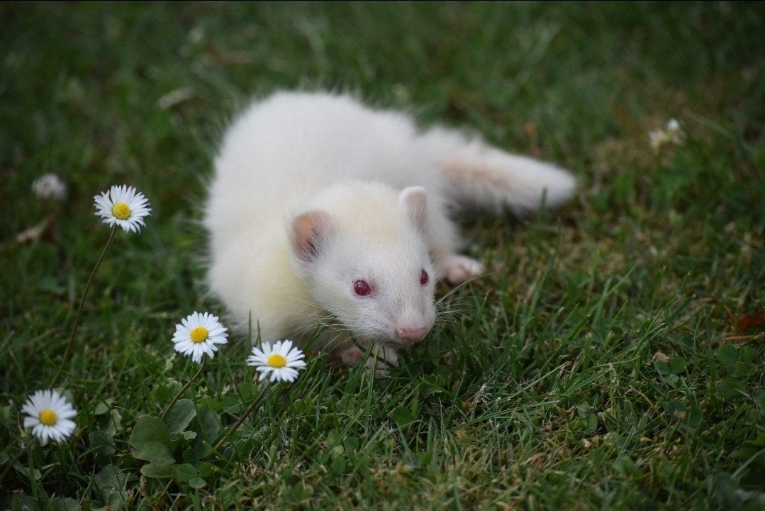 nog 1 albino rammetje, Dieren en Toebehoren, Overige Dieren, Juli, Mannelijk