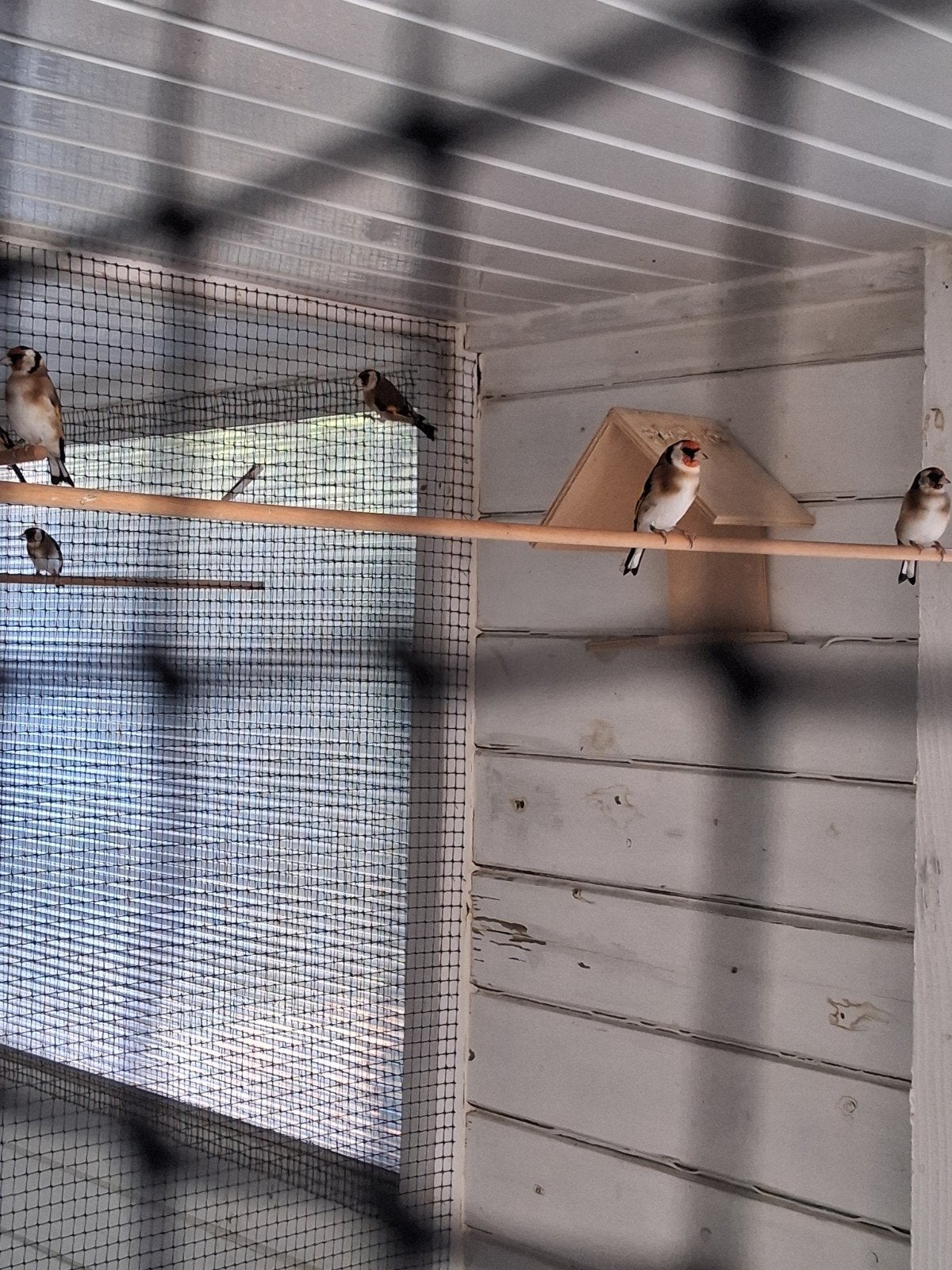 Distelvinken putters, Dieren en Toebehoren