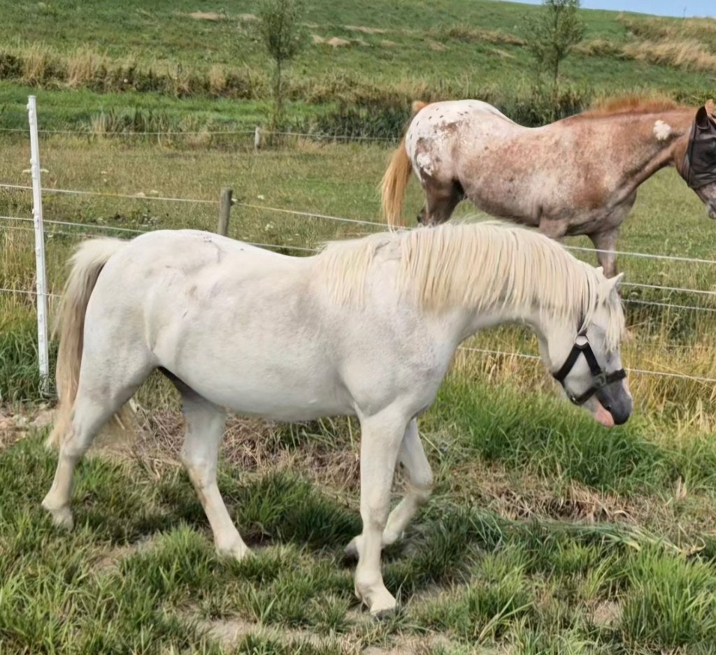 Mooie, brave en aanhankelijke 2 jarige merrie Welsh A, Dieren en Toebehoren, Merrie, Met stamboom, 0 tot 2 jaar, B pony (1.17m tot 1.27m)