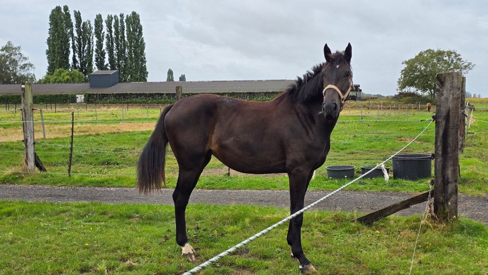 ️ Pouliche prometteuse de 2 ans – Darwin Z x Argentinus ️, Avec pedigree, 165 à 170 cm, 0 à 2 ans, Jument