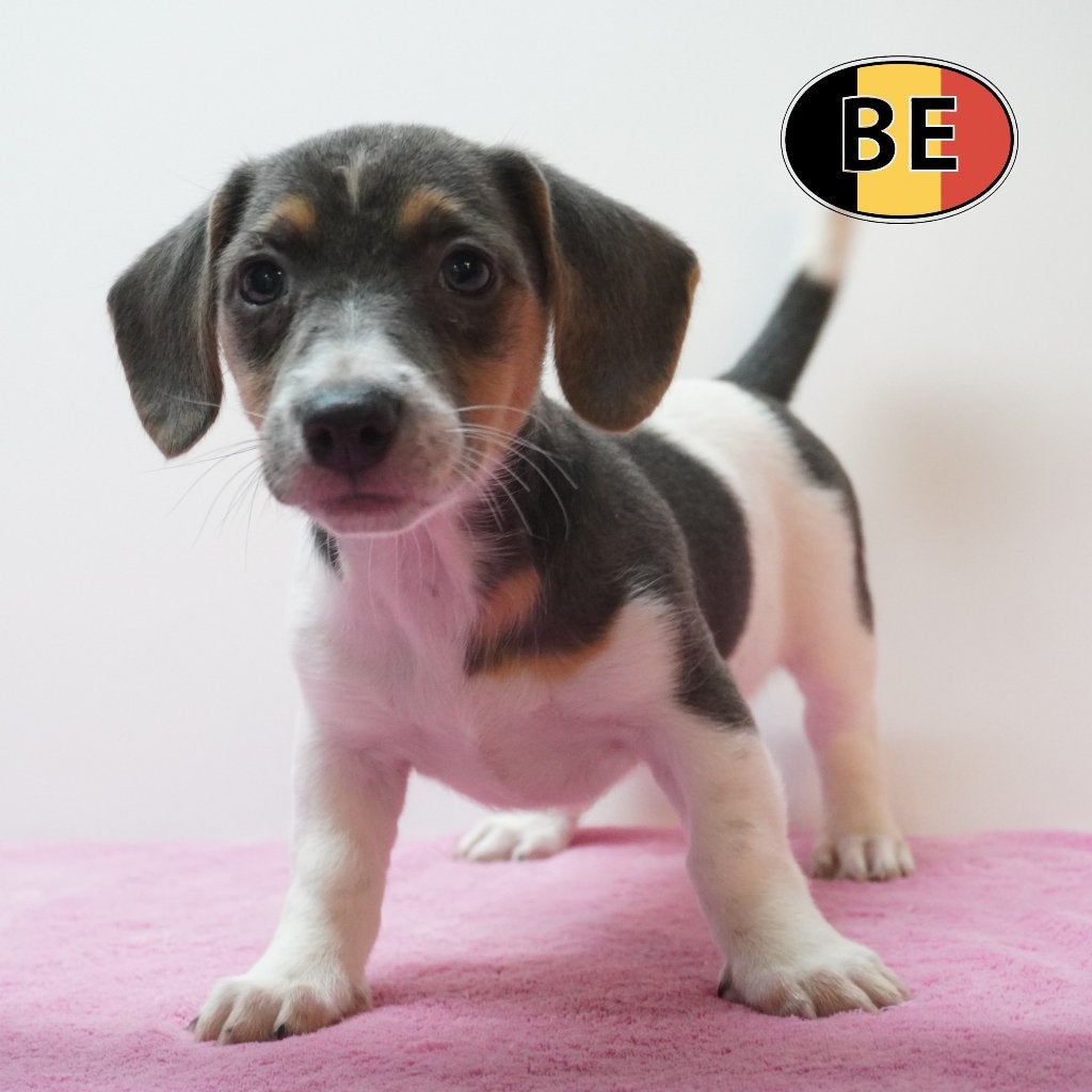 Jack Russells pups met verschillende vachtkleuren, Dieren en Toebehoren, België, Jack Russell Terriër, Handelaar, CDV (hondenziekte)