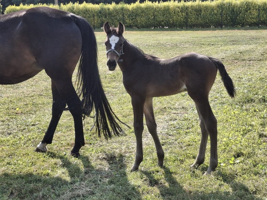 Mooi hengstveulen, Met stamboom, Springpaard, 0 tot 2 jaar, Hengst