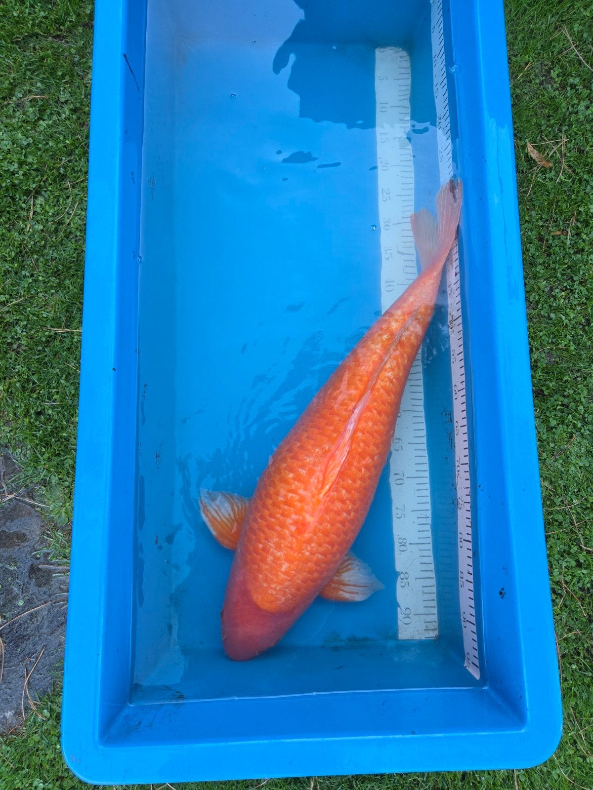 Orengie 65-70 cm