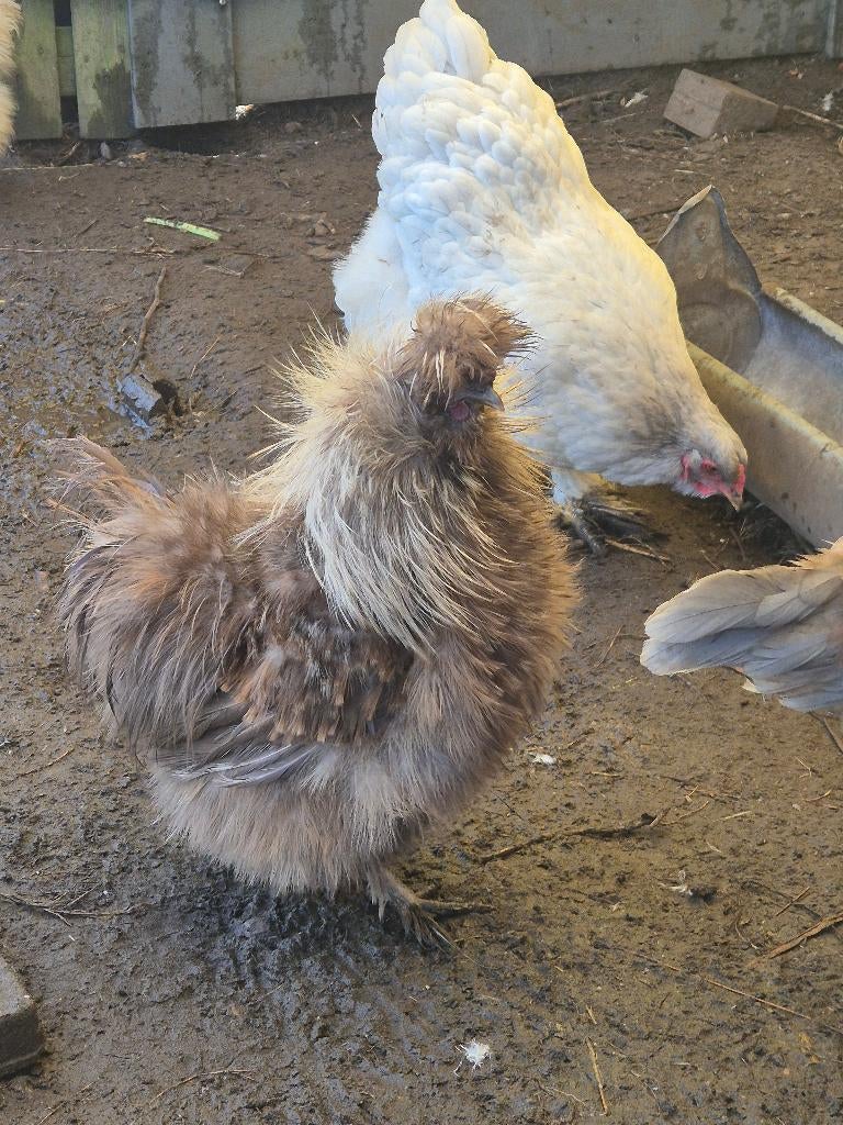 Zijde hoender haan, Dieren en Toebehoren, Pluimvee