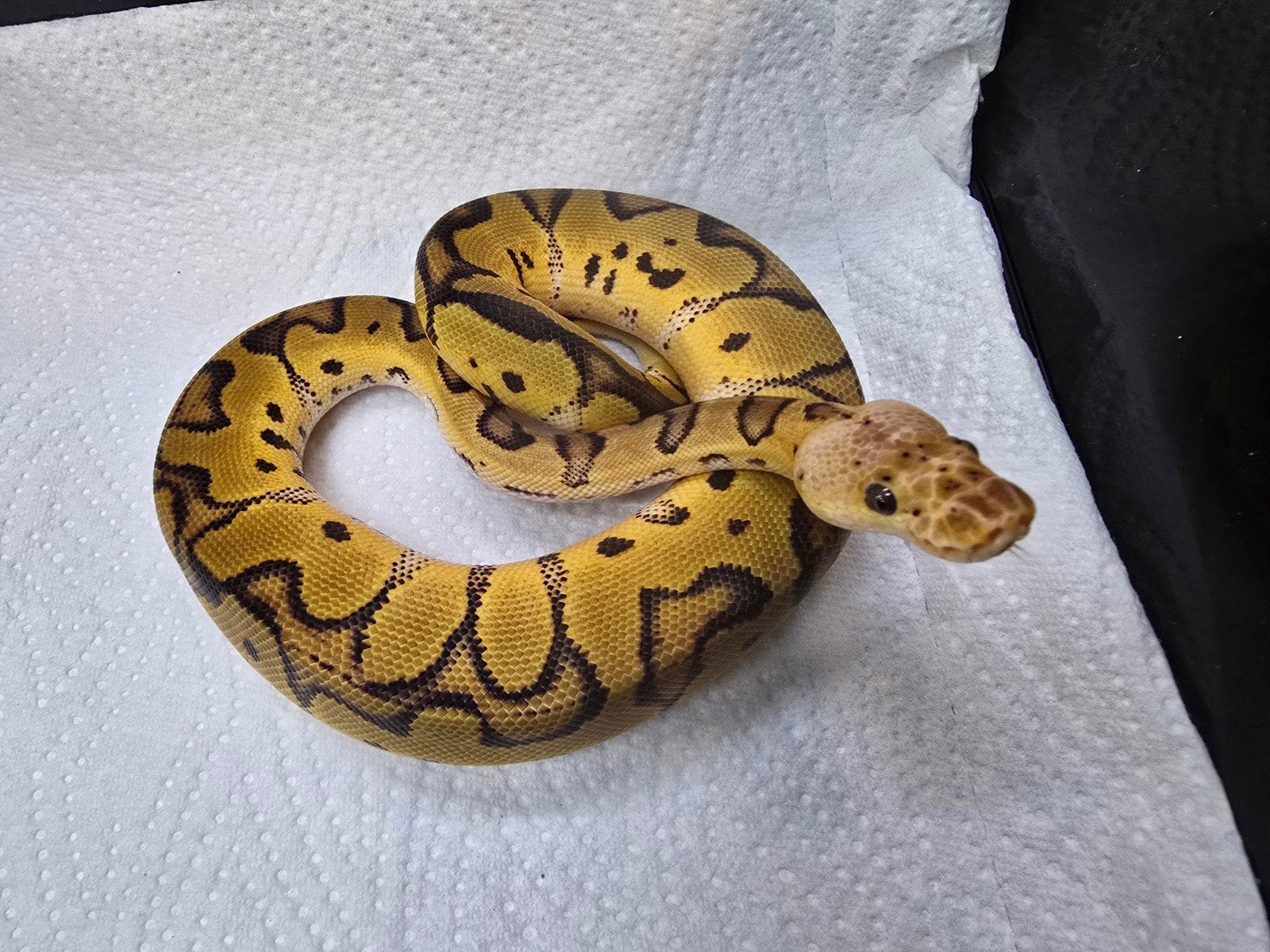 Koningspython (Python regius) – Nederlandse nakweek 2026

O Ball Python photo 11