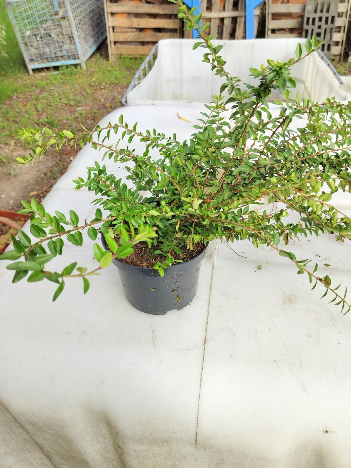 Lonicera bodembedekker 1.75€/st 80stuks, Tuin en Terras, Ophalen of Verzenden, Vaste plant, Bodembedekkers