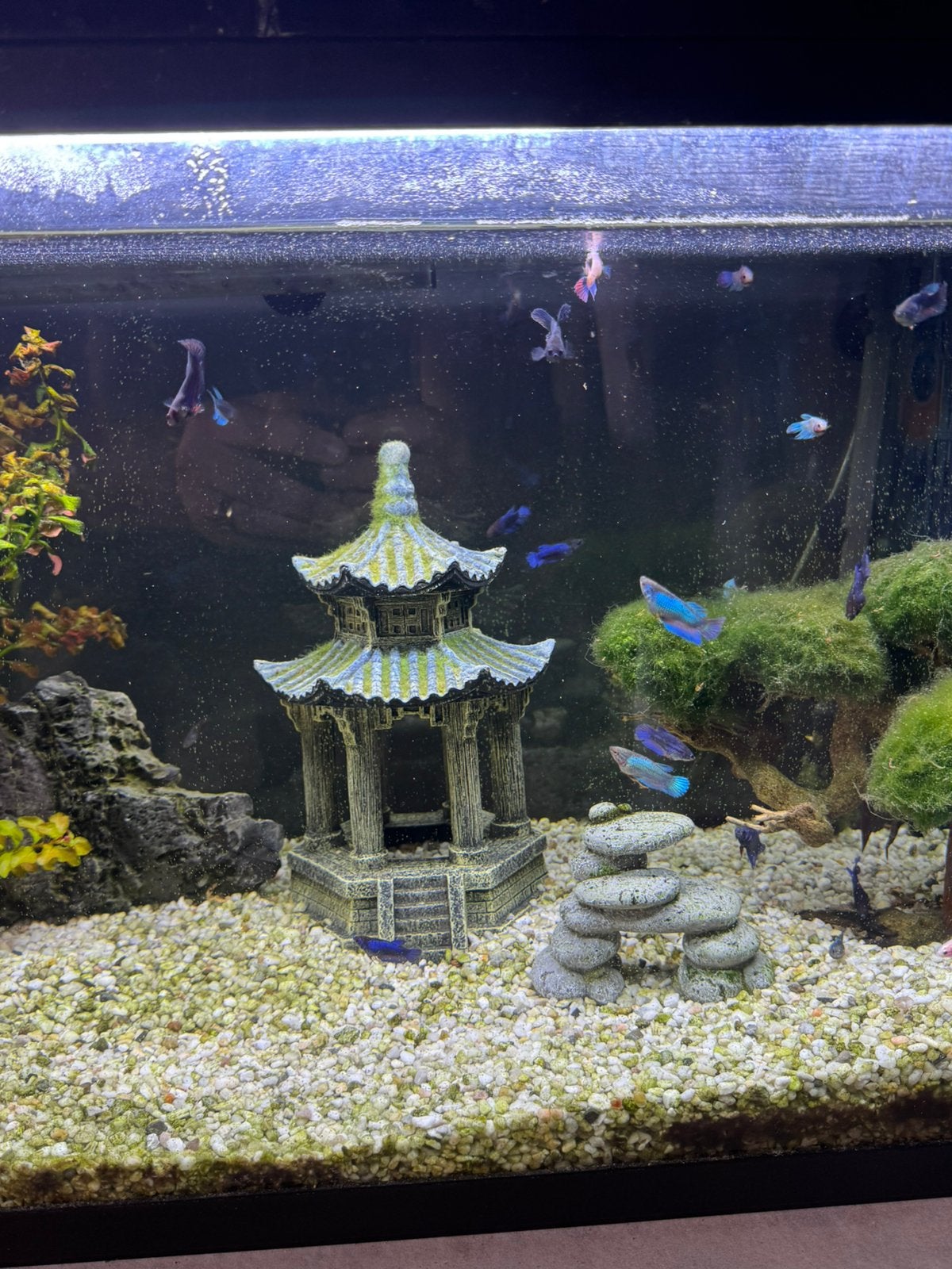 Jong volwassen betta vrouwtjes €3 p.s., Poisson d'eau douce