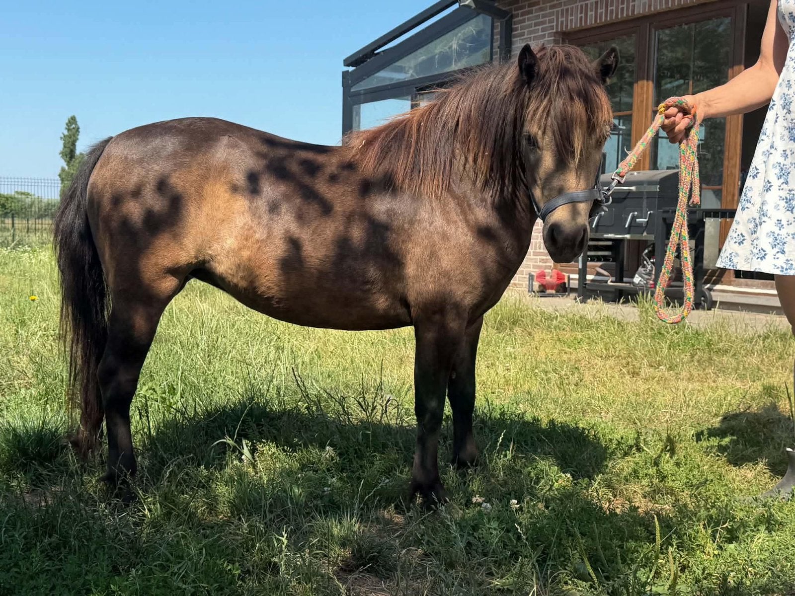 Amha Amhr merries, Dieren en Toebehoren, Merrie, Niet van toepassing
