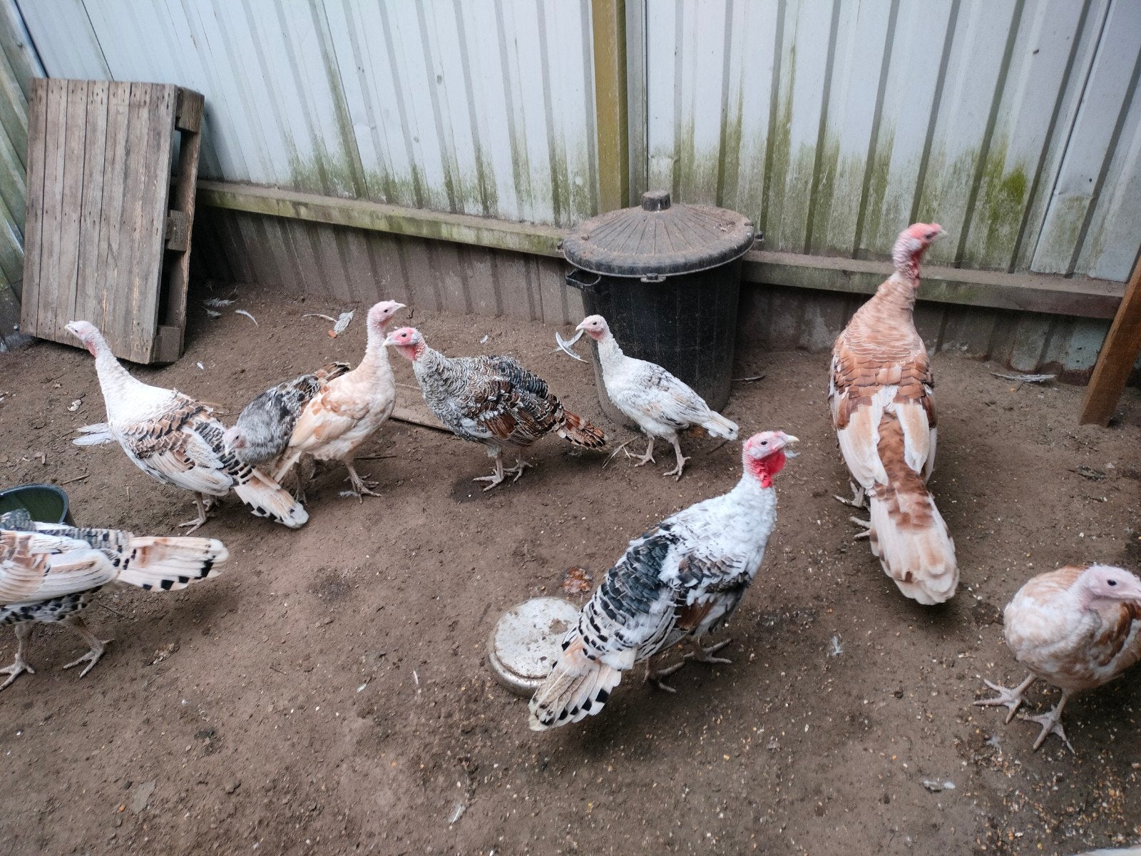 ronquirekalekoen, Dieren en Toebehoren