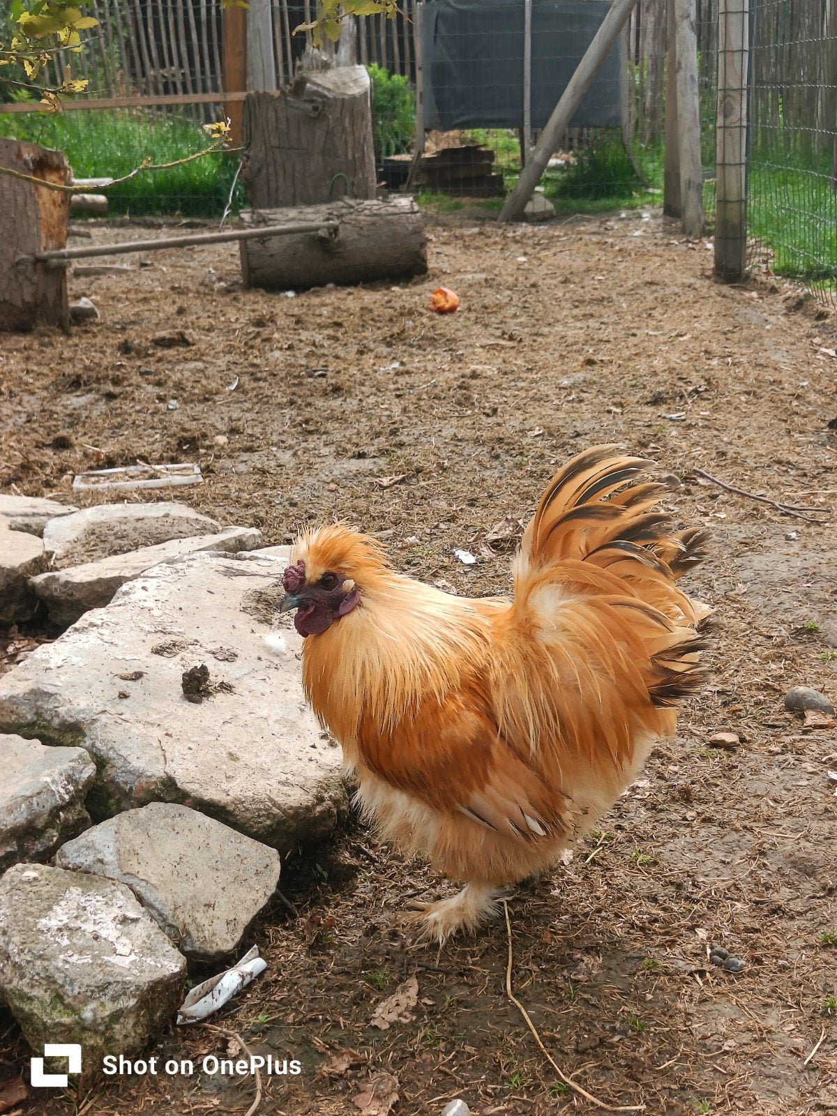 Zijdehoen haantje, Dieren en Toebehoren