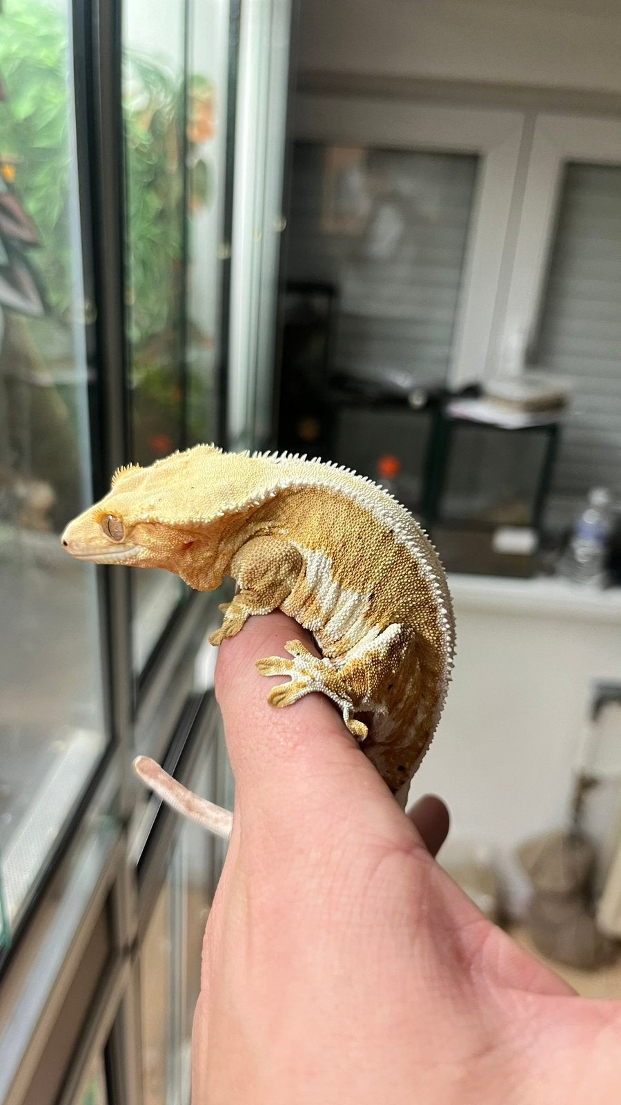 Wimpergekko 0.1, Dieren en Toebehoren, Reptielen en Amfibieën