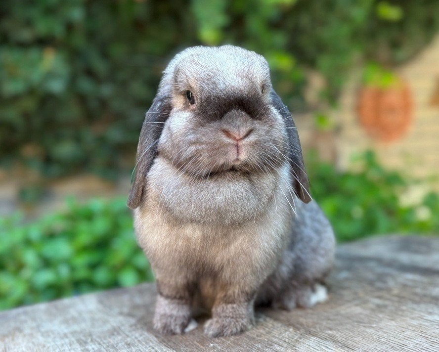 Prachtige lieve Minilop voedster zoekt 4-EVER levensmaatje, Femelle, Petit, Oreilles tombantes, 0 à 2 ans