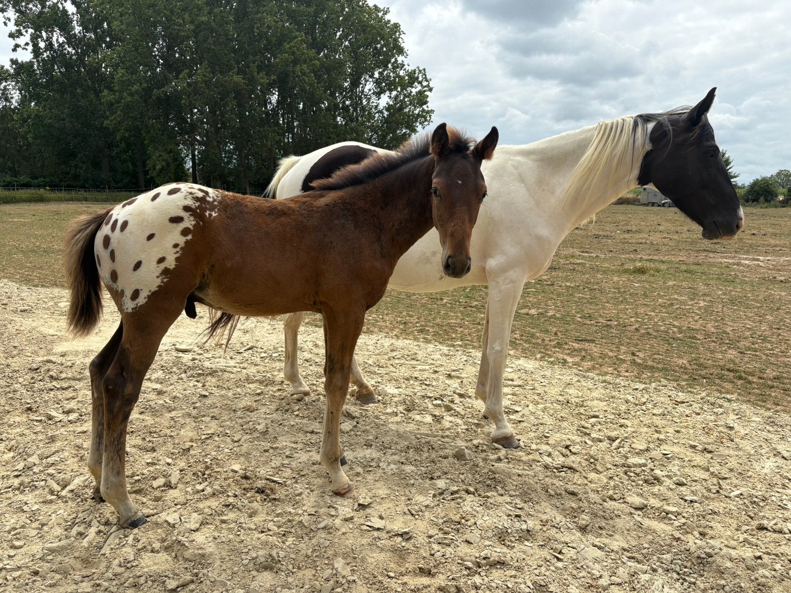 Bwp Appaloosa blanket hengstveulen van Jnius vv z, Z