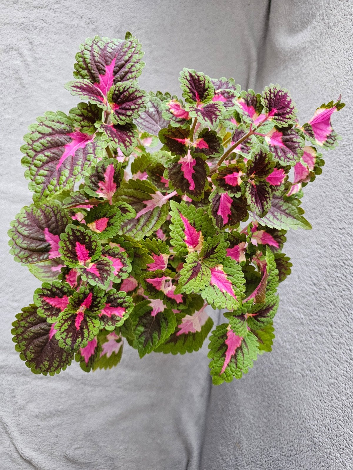 Coleus plusieurs branches, Maison & Meubles, Plantes d'intérieur, Enlèvement