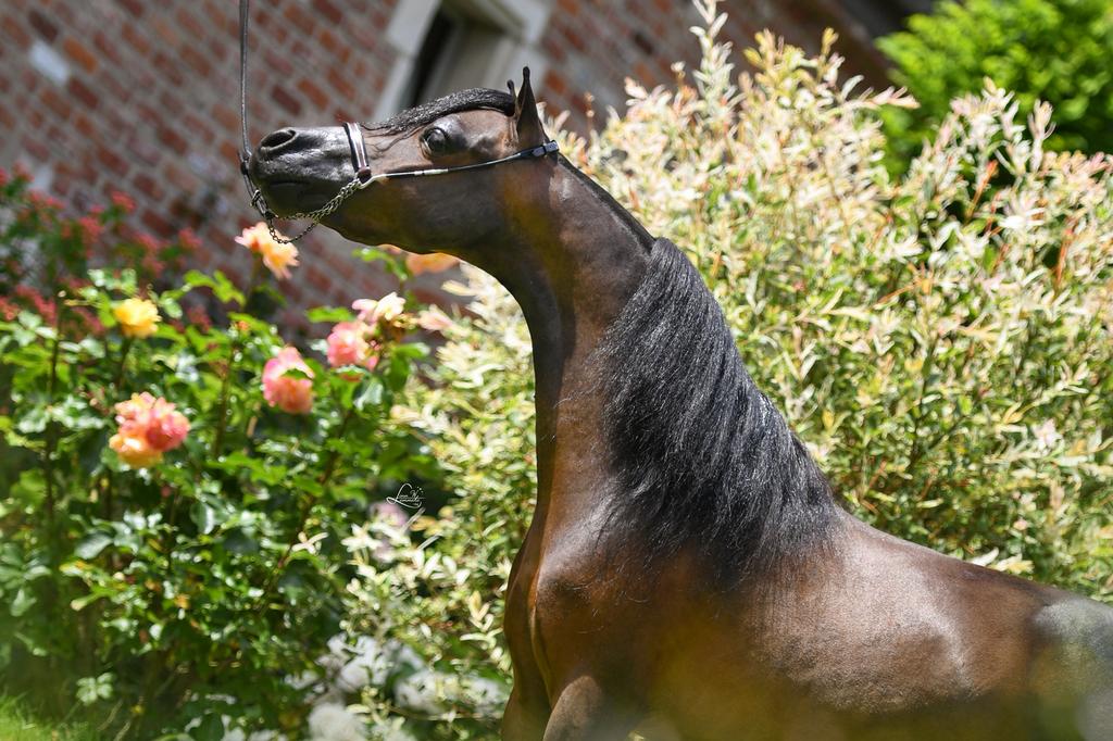Prachtige AMHA/AMHR/NMPRS hengsten ter dekking, Dieren en Toebehoren