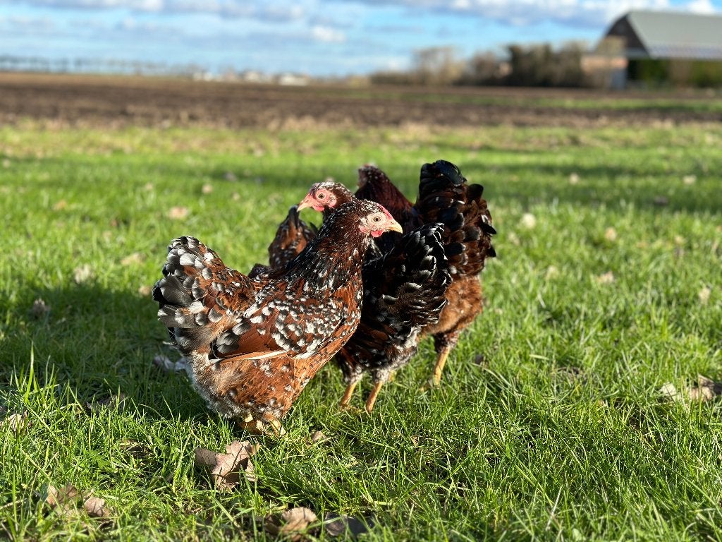 Jonge tamme Wyandotte kriel kippen gesekst en ingeënt, Dieren en Toebehoren, Pluimvee, Vrouwelijk, Kip