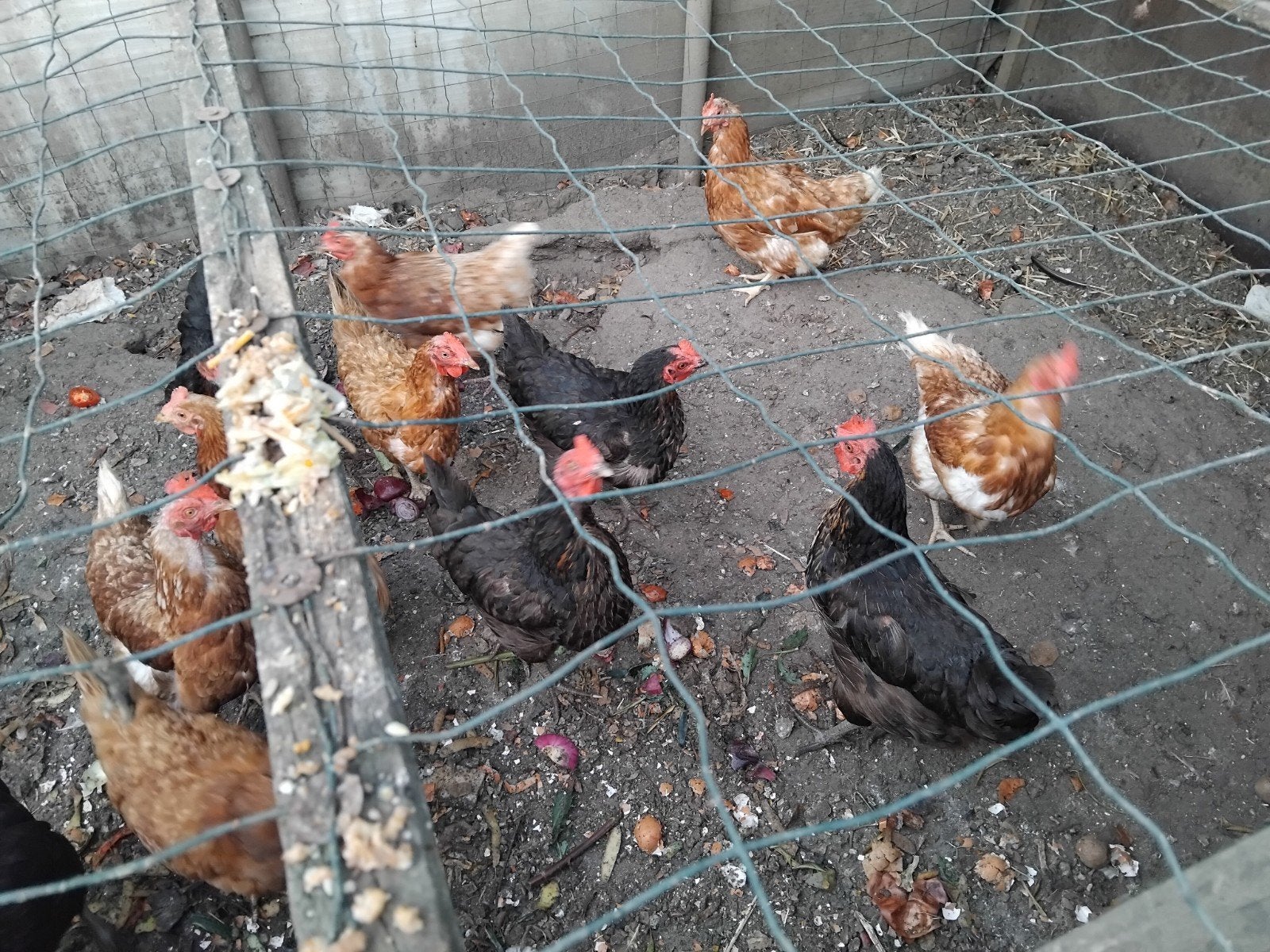 17 legkippen, Dieren en Toebehoren, Pluimvee
