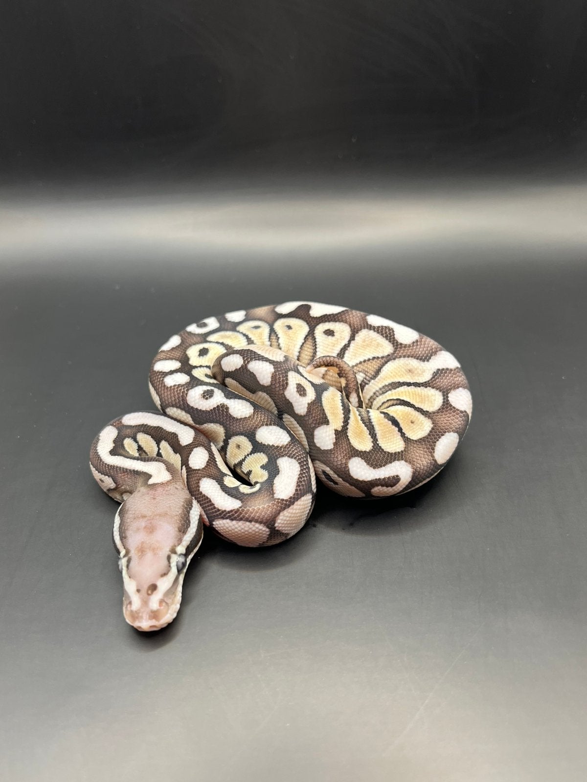 Sale Antwerpen Div.Koningspythons,Ball Python,Python Regius Ball Python photo 3
