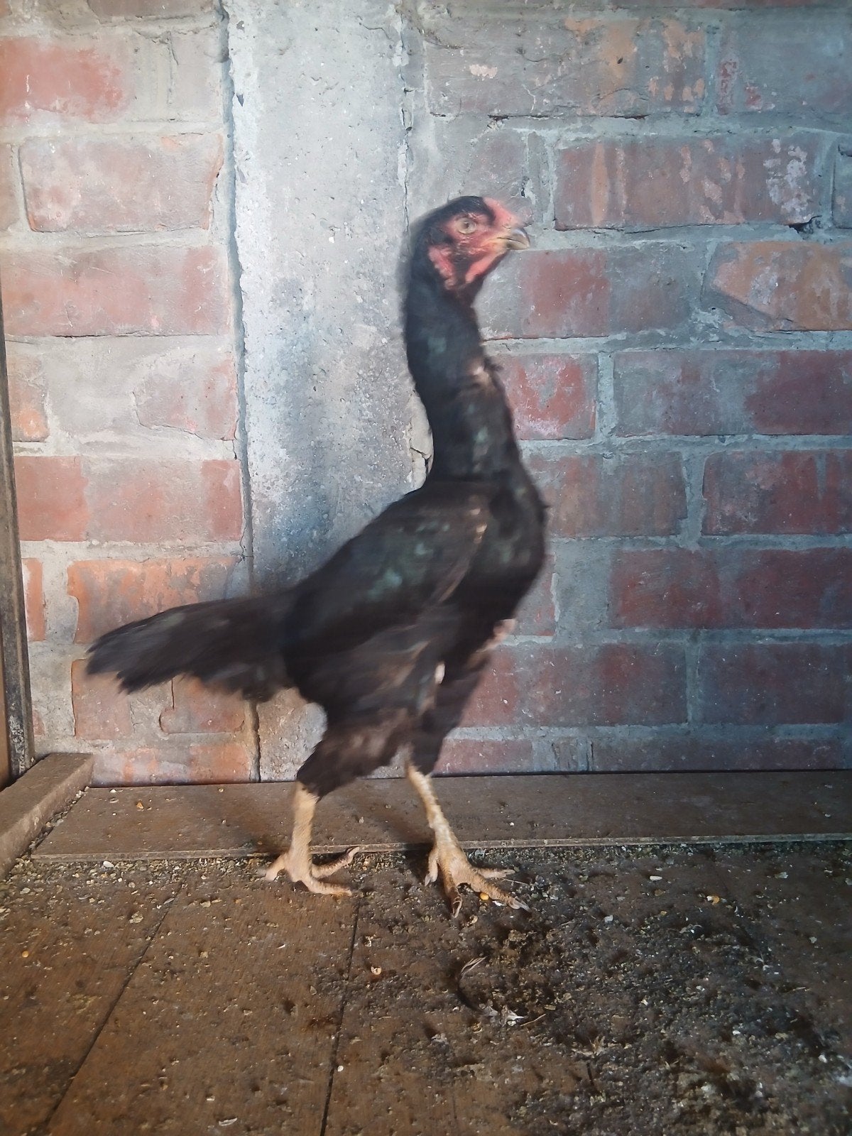 Shamo kip 2025, Dieren en Toebehoren, Kip