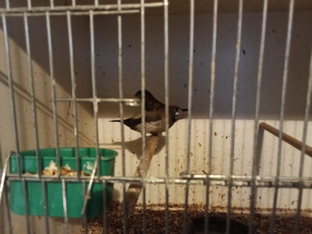 2 jonge Japanse meeuwen, Dieren en Toebehoren, Vogels | Overige Vogels, Geslacht onbekend, Tropenvogel, Geringd