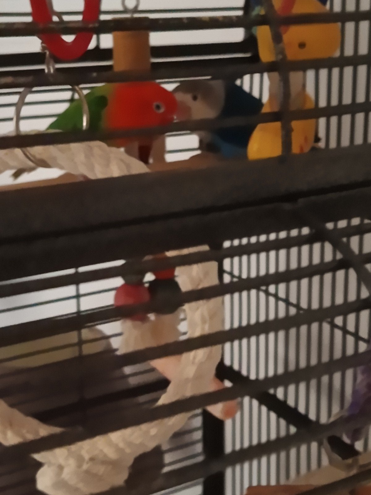 Twee jongen dwergpapgaai met kooi
