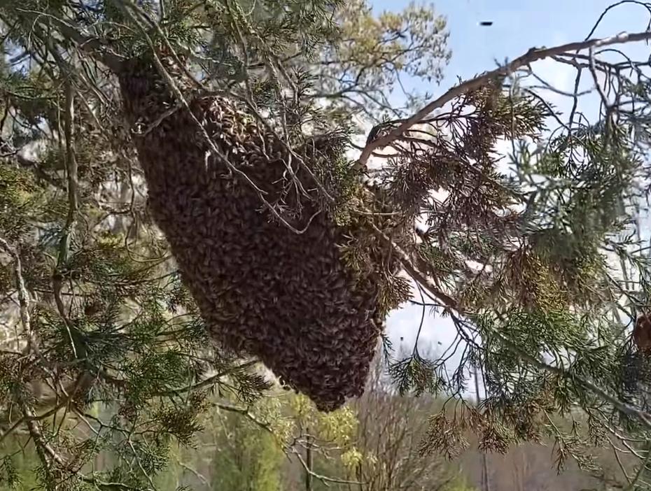 Gratis ophalen bijenzwerm, Dieren en Toebehoren, Insecten en Spinnen, Bijen