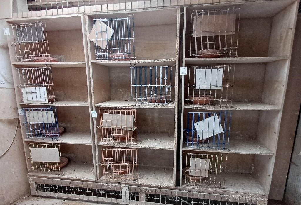 Kweekbakken, Plusieurs animaux, Pigeon voyageur