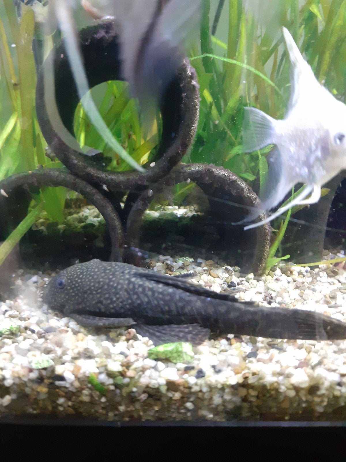 femelle ancistrus