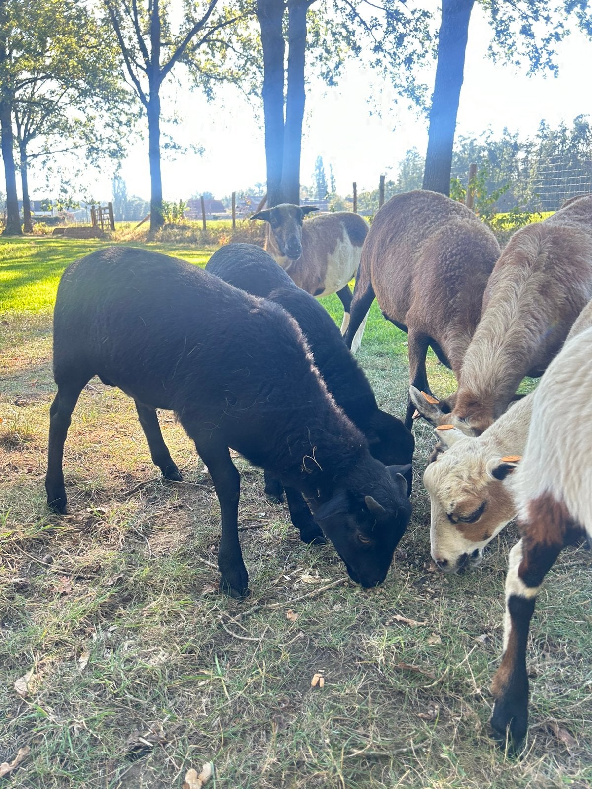 Zwart kameroenschaap ram, Mâle, Mouton, 0 à 2 ans