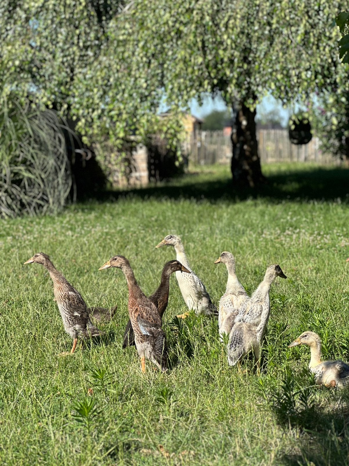 Tamme Indische loopeendjes 5 weken, Dieren en Toebehoren, Pluimvee, Meerdere dieren, Eend