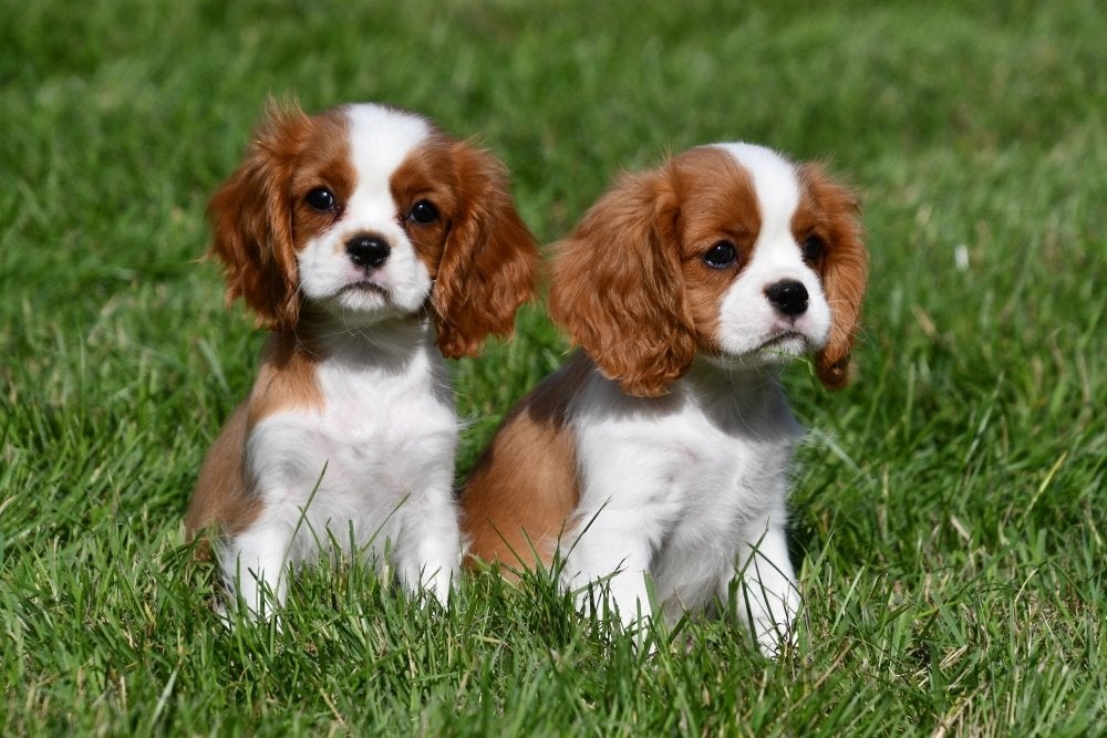 Cavalier King Charles pups te koop